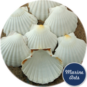 8602 - Atlantic Scallop Shells Medium 10-11cm